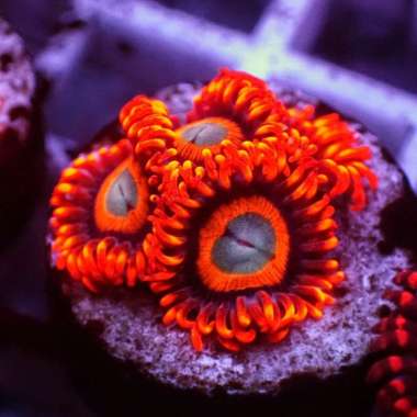 Tequila Sunrise Zoa (Softies) Multicolor