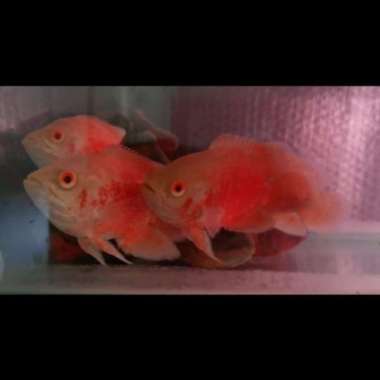 Oscar Red Paris Albino 9-11cm Multicolor