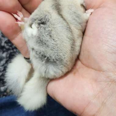 sugar glider platmoz joey Varian Based Information