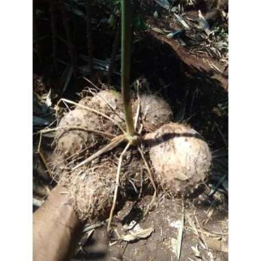 Gadung Umbi Gadung Segar 1Kg