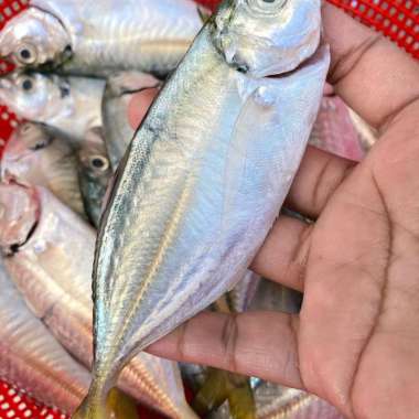 IKAN SELAR SEGAR 1 KG
