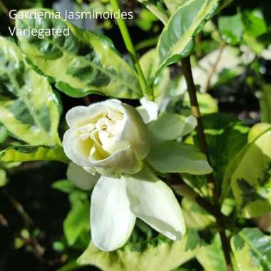 Tanaman Hias Bunga Gardenia Jasminoides Variegated