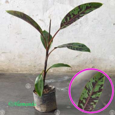 Tanaman Hias Daun Pisang Merah Sumatera