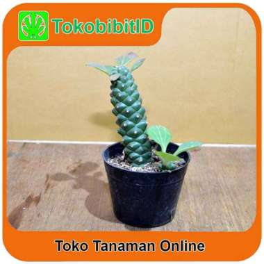 Tanaman Hias Daun Kaktus Euphorbia Ritchiei