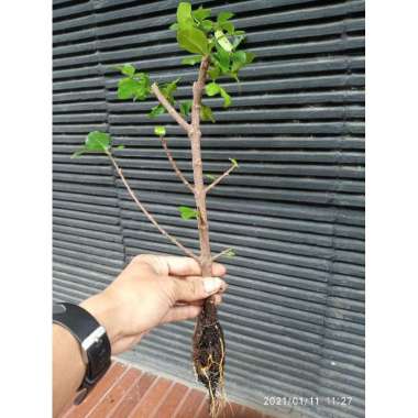 bahan bonsai sianci cangkok