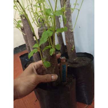 anting putri batang besar