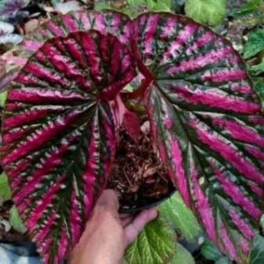 Promo Terbatas !!!!! Begonia Rex Walet Tanaman Hias Indoor Pohon Begonia Rex Walet Multicolor