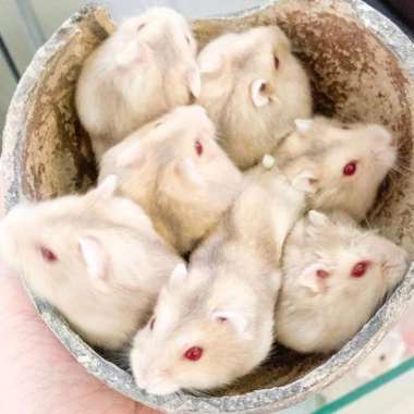 Hamster Winter White Blue Argente Red Eye