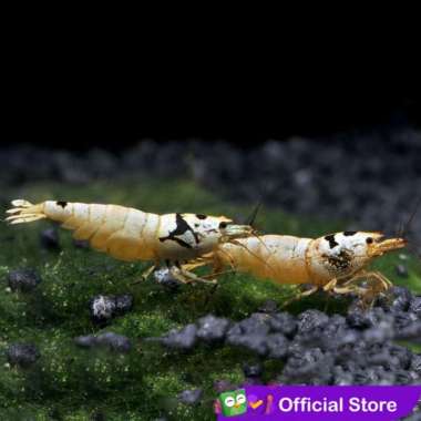 Udang Hias Merah Aquascape Black Mosura Caridina
