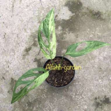 monstera adansonii variegata (janda bolong varigata lokal)