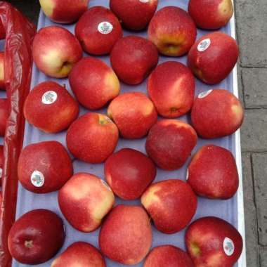 buah apel new zeland 1kg