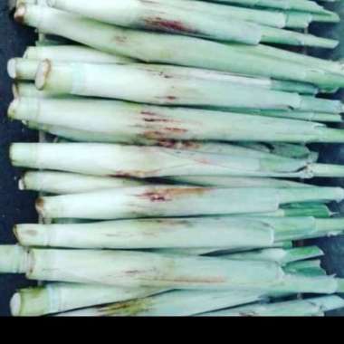 TURUBUK TRUBUK TERUBUS TRUBUS TELOR TELUR TEBU ENDOG TIWU FRESH 1KG
