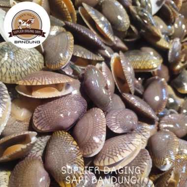 KERANG BATIK SEGAR 500gr