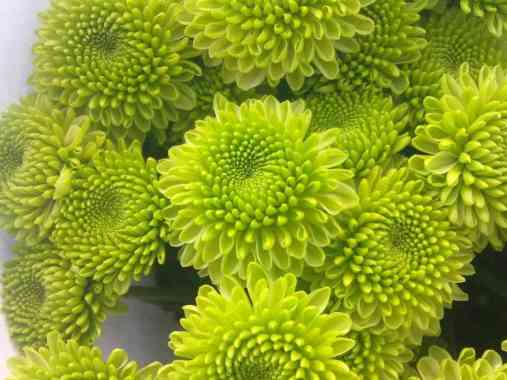 Tanaman Hias Krisan Pot - Bunga Krisan Aster Pot Hijau Pompom