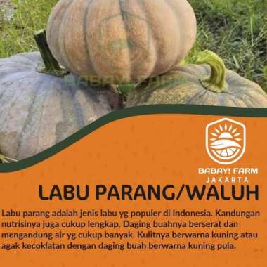 Labu Parang / Waluh Kuning