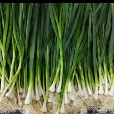 daun bawang son segar 100gram