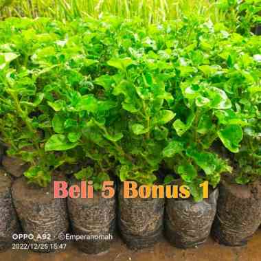 Bibit Tanaman Bayam Brazil Murah