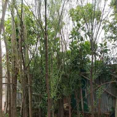 pohon liang liu janda merana tinggi 3meter Multicolor