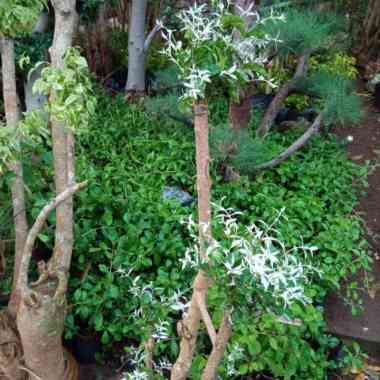 tanaman anting putri/bonsai salju Multicolor