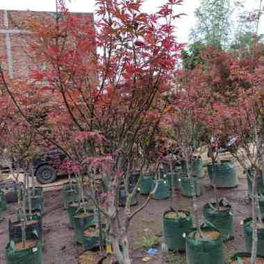 tanaman hias red maple tinggi 2 meter Multicolor