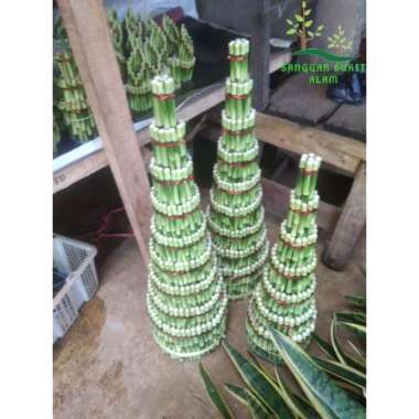 bambu hoki / bambu cina / bambu rezeki susun 9 tinggi 70 & 40 cm Multicolor