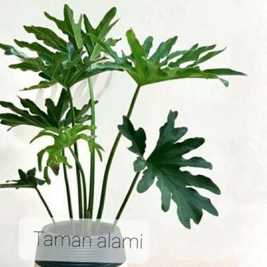 philo jari jumbo - philodendron selloum daun besar Multicolor