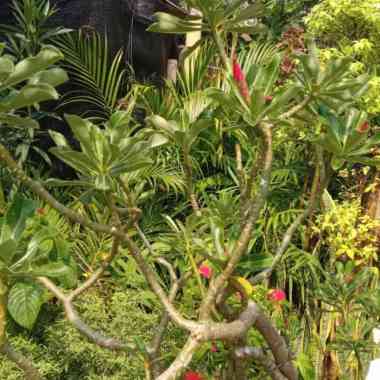 tanaman kamboja jepang pink besar Multicolor