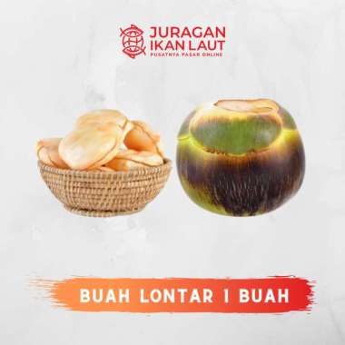 Buah Lontar Berkualitas - 1 Buah