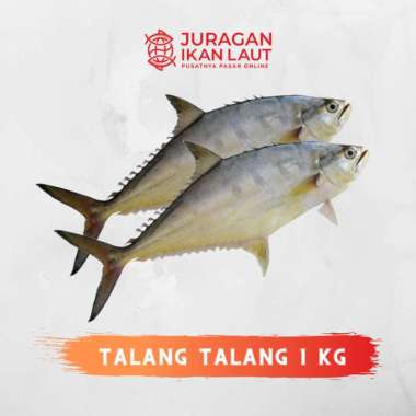Ikan Talang Talang Segar Berkualitas - 1 Kilogram