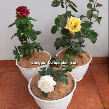 tanaman hias bunga mawar + pot tawon dan serabut Multicolor