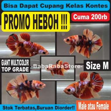 Cupang Giant Multi TOP - Yellow Bluerim Avatar Fccp Plakat Male Female Multicolor