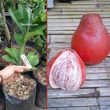 Tanaman Buah Jeruk Pamelo Red Ruby