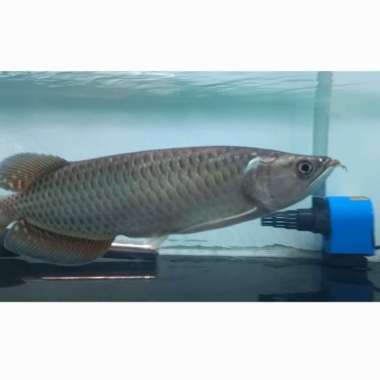 Ikan Arwana Jardini Pearl 24-26 cm. Arwana Jardini Batik. Multivariasi Multicolor