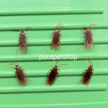 Kecoa Palsu Mainan Kucing Kecoa Kecoak Karet Prank Toy