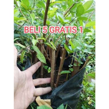 bahan bonsai sancang hijau