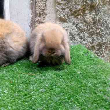 kelinci Holland lop anakan