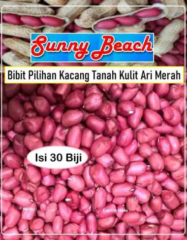 Bibit Pilihan Kacang Tanah Kulit Ari Merah|Bibit Kacang Tanah Merah