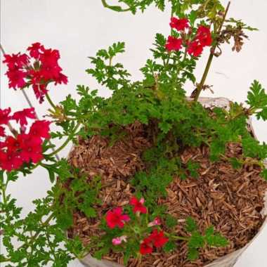 Tanaman Hias Bunga Verbena Merah | Pohon Bunga Verbena | Bunga Gantung