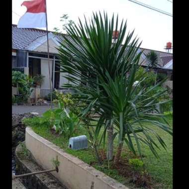 Tanaman Hias Pandan Bali Cabang 2 | Pohon Pandan Bali