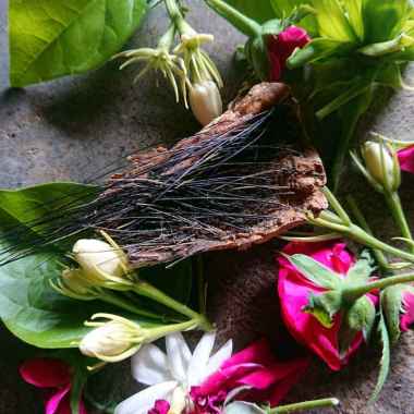 Kebo Landoh Lulang Kebo Landoh Kulit Kebo Landoh Jalur Khusus Pemagaran