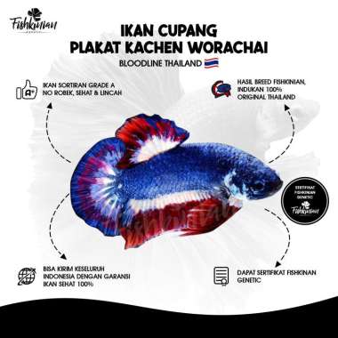 IKAN HIAS CUPANG PLAKAT KACHEN WORACHAI - LINE THAILAND