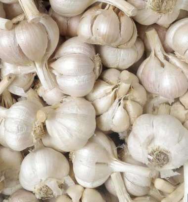 Bawang Putih Kating 1kg Super / Bawang Putih 1kg