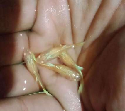 Guppy platinum betina