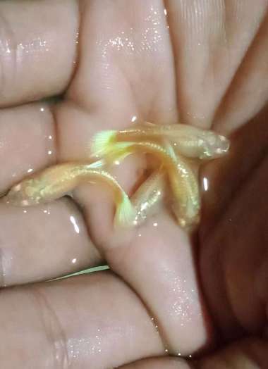 Guppy platinum sepasang