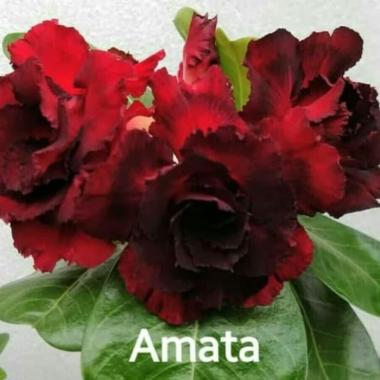 Bibit Bunga Kamboja Adenium Amata