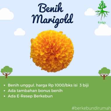 BENIH BUNGA MARIGOLD
