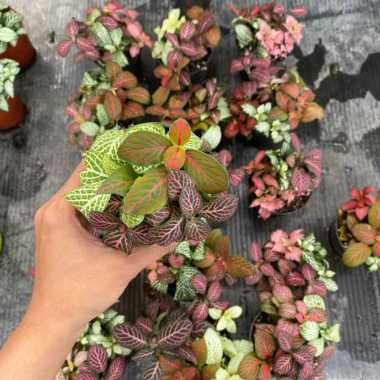 mix fittonia Multicolor