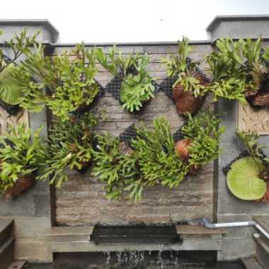 platycerium ridleyi / platycerium Multicolor