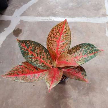 aglonema tiara Multicolor