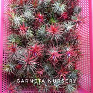 paket 4 tillandsia ionantha fuego airplant tanaman udara Multicolor